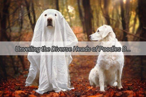 Unveiling the Diverse Heads of Poodles Discover the Many Facets of this Adorable Breed